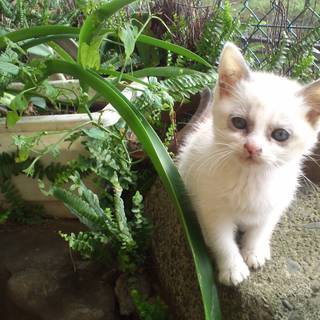 可愛い子猫を宜しくお願い致します