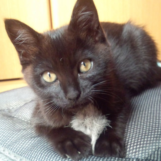 シッポが長い甘えん坊ちゃんです☆