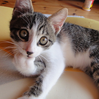 人間大好き仔猫です！
