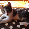 人間大好き仔猫です！ サムネイル2