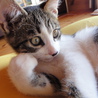人間大好き仔猫です！ サムネイル3