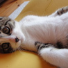 人間大好き仔猫です！ サムネイル4