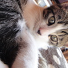 人間大好き仔猫です！ サムネイル6