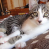 人間大好き仔猫です！ サムネイル5