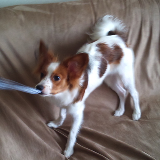 二歳のメス、パヒヨンです。是非ご覧になってください。