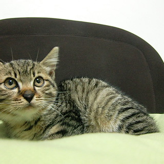 肉球コーヒー豆