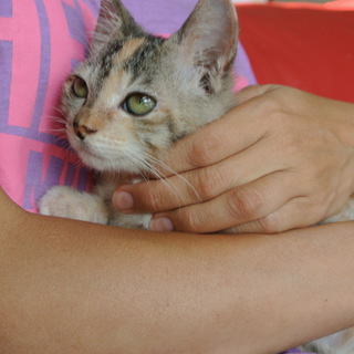 ベタ慣れ　パステルカラーの三毛猫