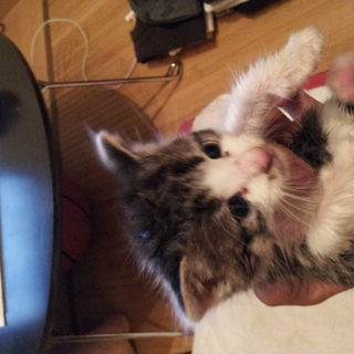 子猫の里親募集します！