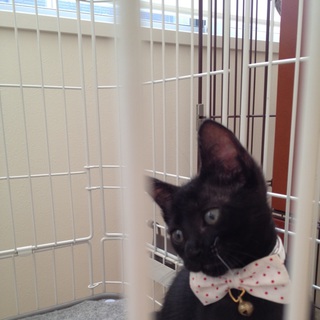 黒猫ちゃんの里親を探しています。