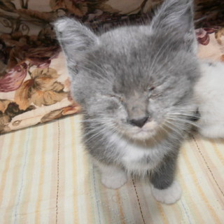 人懐こい子猫たち、一匹だけでもお願いします。④