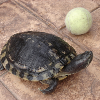里親お申し出いただきました。ミドリガメの里親