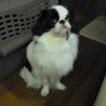 （募集終了）オスの狆を可愛がってくださる方募集します。 サムネイル4