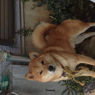 迷い柴犬保護しています。心当たりある方はご連絡下さい。