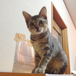 生後約4ヶ月のキジトラ3姉妹です！