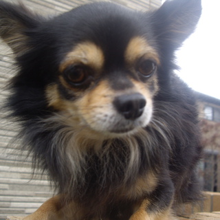 ロングコートチワワ5歳オス