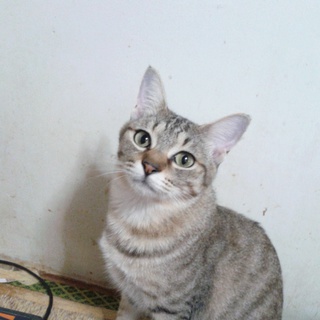 里親様を探しています