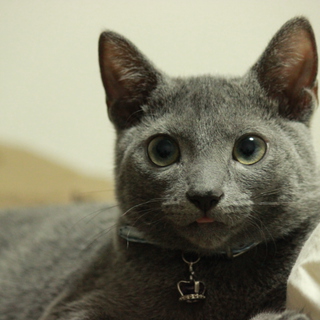 ロシアンブルー（８ヶ月、去勢済）の里親になってくれる方を募集しています。