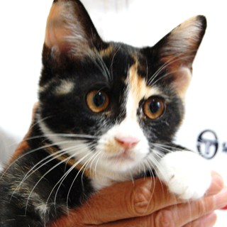 ミケコ（仮名）の里親さん募集!