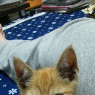 人懐こく、飼いやすそうな猫です