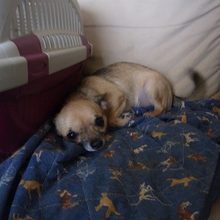 ６匹おります、よろしくお願いします。