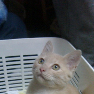 茶トラ（♂）と三毛（♀）