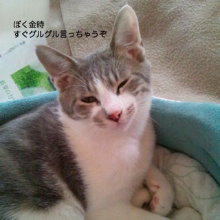 生後約７～８ヶ月グルグルゴロゴロ男の子σ(^^)
