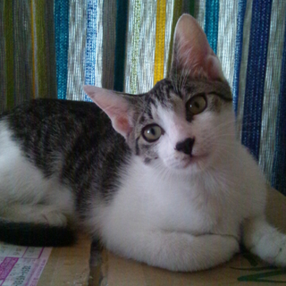 お目々くっきり、お鼻真っ黒生後7~8ヶ月の女の子∈^0^∋