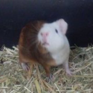 保護モルモット