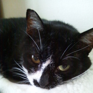 のんびりほのぼの牛柄男子約４～５才(^。^)