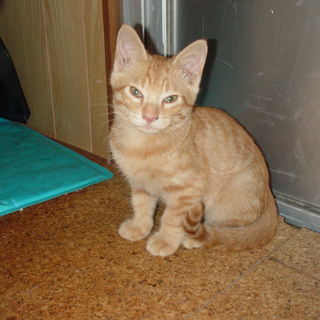 ありがとうございました。