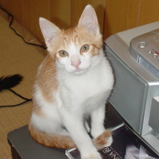 ありがとうございます。