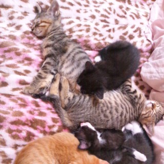 至急里親募集です。