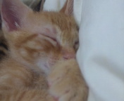 至急里親募集です。 サムネイル7