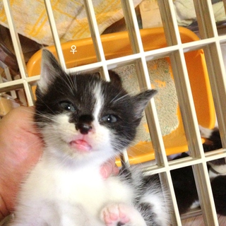 黒白猫　姉妹　長毛　生後1ヶ月未満