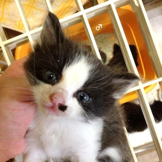 黒白猫　兄弟　長毛　生後1ヶ月未満