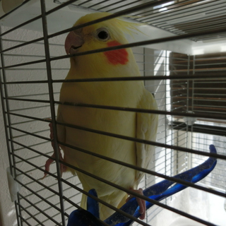 オカメインコ　ルチノーパール♀