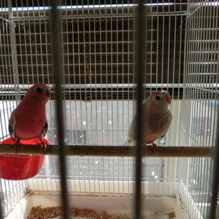 アキクサインコペア　（ローズ＆ファロー）