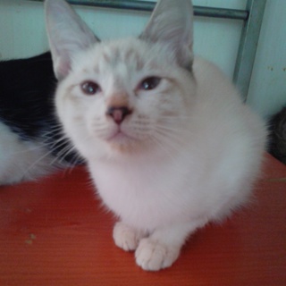 里親様を探しています