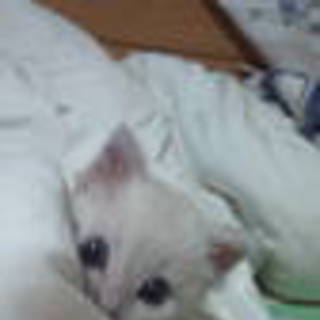 シャム系の足長さん