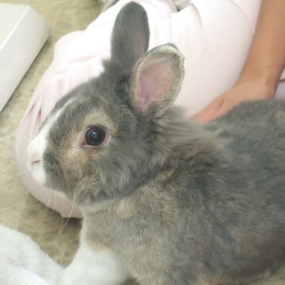 グレー・オス・青年齢ウサギの里親になって下さい