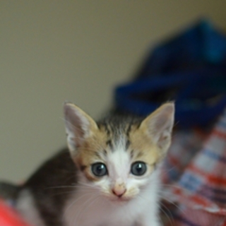 エクレアちゃん　キジ白　１７匹多頭飼い崩壊