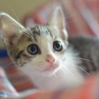 プリンちゃん　キジ白　17匹多頭飼い崩壊レスキュー