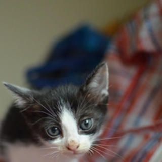 白黒ハチワレ　ショコラくん　17匹多頭飼い崩壊