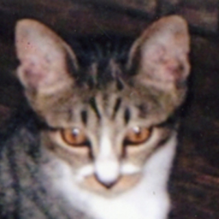 イル