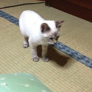 なんちゃってシャム猫さん