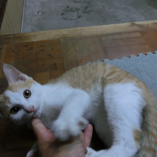 2ヶ月半のかわいい子猫