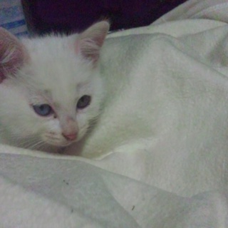 ありがとうございました