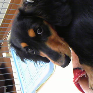 可愛がっていただける方