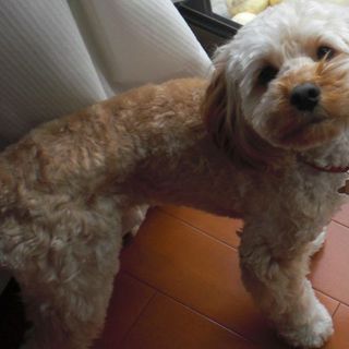 元気なコッカプーの里親を探しています。