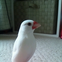 文鳥の里親募集＊